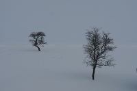 Windswept and snowblown, these trees have a lonely life.